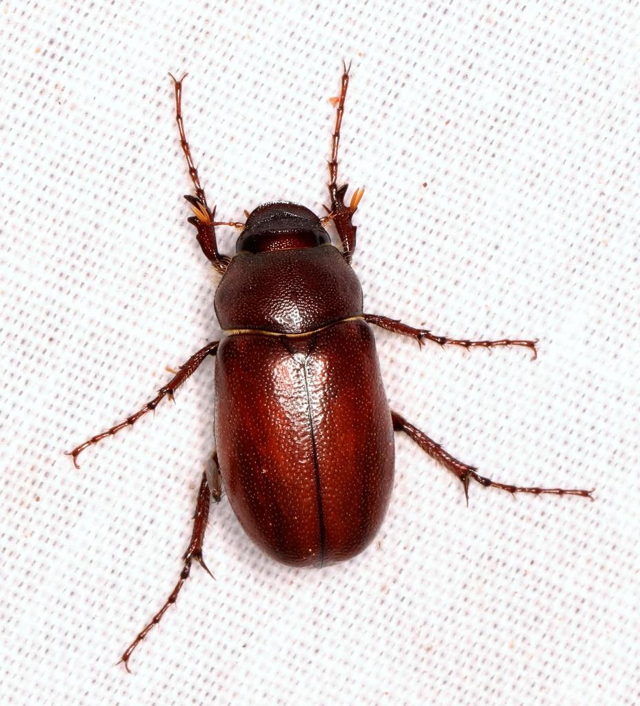 Schizonychini