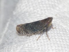 Scaphytopius acutus