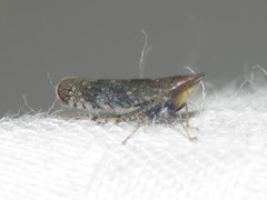 Scaphytopius acutus