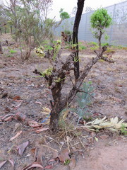 Erythroxylum tortuosum