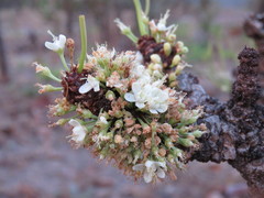 Erythroxylum tortuosum