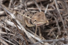 Diporiphora
