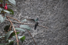 Cynanthus latirostris