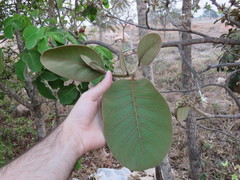 Aspidosperma macrocarpon