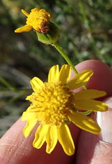 Senecio ilicifolius