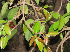 Hancornia speciosa