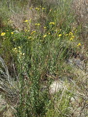 Senecio ilicifolius
