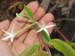 Hancornia speciosa