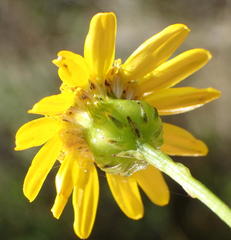 Senecio ilicifolius