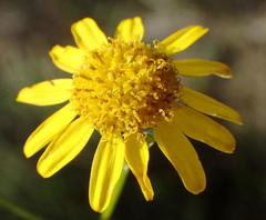 Senecio ilicifolius