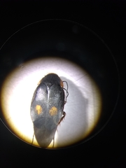 Euthyrrhapha pacifica