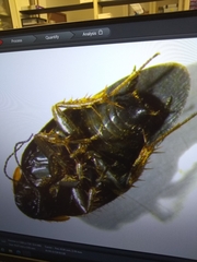 Euthyrrhapha pacifica