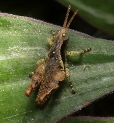 Eujivarus meridionalis