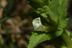 Gratiola peruviana