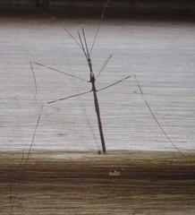 Emesaya brevipennis
