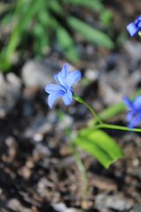 Tecophilaea violiflora