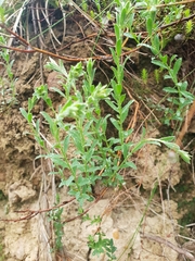 Pimelea curviflora
