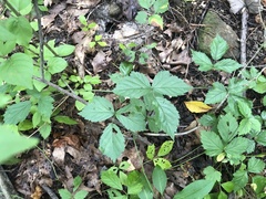 Rubus steelei
