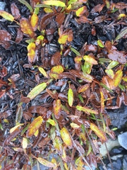 Dryas integrifolia sylvatica