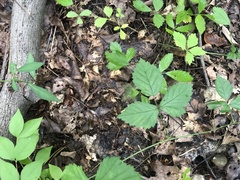 Rubus steelei