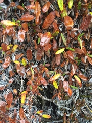 Dryas integrifolia sylvatica