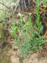 Pimelea curviflora