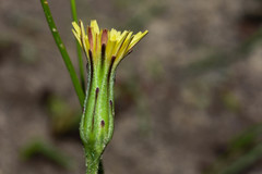 Hypochaeris tropicalis