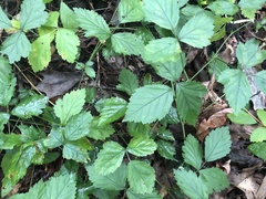 Rubus steelei