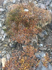 Dryas integrifolia sylvatica