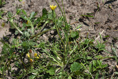 Hypochaeris tropicalis