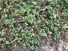 Rubus steelei