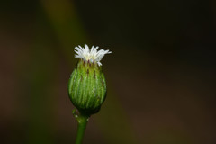 Erigeron pampeanus