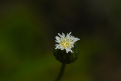 Erigeron pampeanus