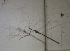 Emesaya brevipennis