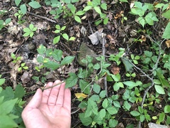 Rubus steelei