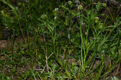 Erigeron pampeanus