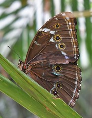 Morpho achilles
