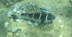 Plectorhinchus playfairi