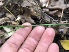 Rubus steelei