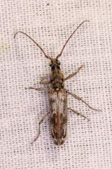 Graciliderolus parvus