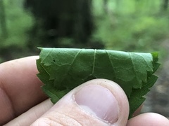 Rubus steelei