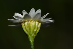Pamphalea bupleurifolia