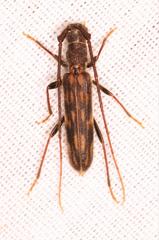 Trichopsathyrus modestus