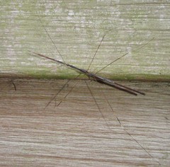 Emesaya brevipennis