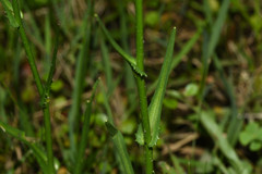 Pamphalea bupleurifolia