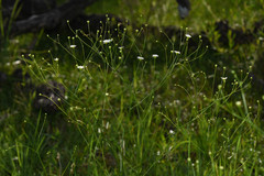 Pamphalea bupleurifolia