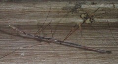 Emesaya brevipennis