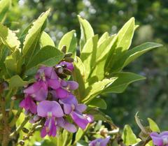 Philenoptera sutherlandii