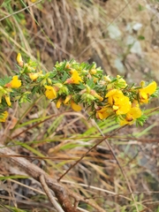 Pultenaea hispidula