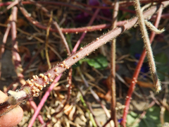 Ipomoea purpurea